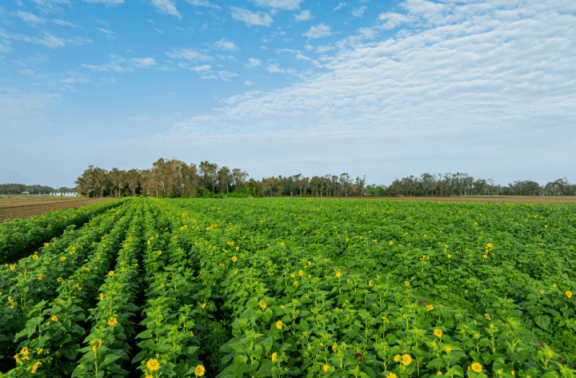 photo for Inaugural Agriculture Advisory Committee Appointed to Support Farming Community article. Click to read more.